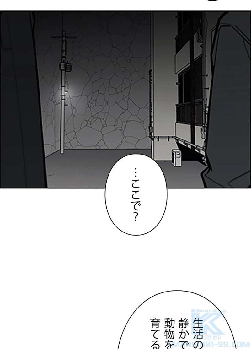 P61