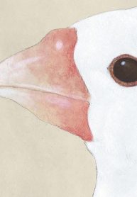 東京ヒゴロ (Raw – Free)